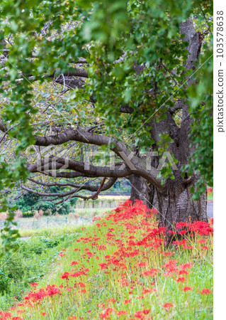 "Saitama Prefecture" Cluster amaryllis blooming on the eastern edge of Minuma Substitute Water 103578638