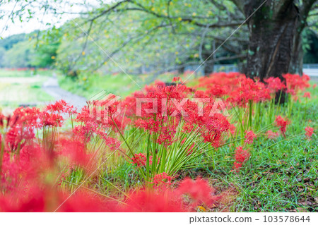 “埼玉縣”在見沼代水東緣盛開的簇狀孤挺花 103578644