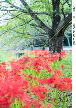 “埼玉縣”在見沼代水東緣盛開的簇狀孤挺花 103578646