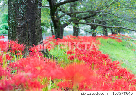 "Saitama Prefecture" Cluster amaryllis blooming on the eastern edge of Minuma Substitute Water 103578649