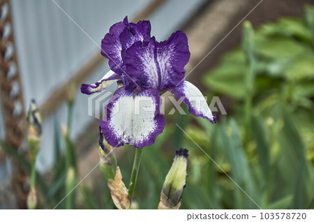 A flower of a bearded German iris with raindrops on a blurred green background. A flower of a bearded German iris with raindrops on a blurred green background. 103578720