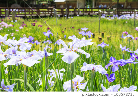 Performance at Yamada Pond in early summer: Iris Garden and Hydrangea Garden Performance at Yamada Pond in early summer: Iris Garden and Hydrangea Garden 103578733