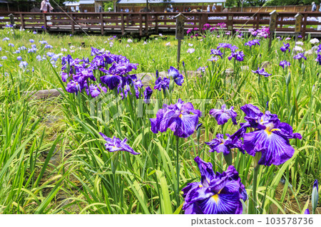 Performance at Yamada Pond in early summer: Iris Garden and Hydrangea Garden 103578736