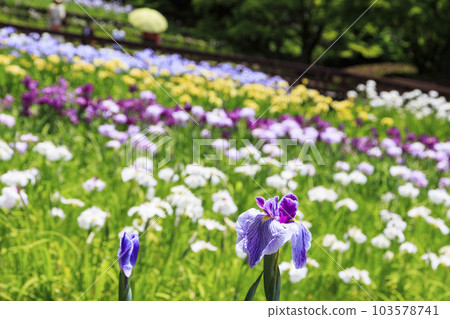初夏山田池表演：鳶尾園、紫陽花園 103578741