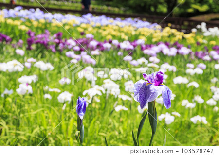 初夏山田池表演：鳶尾園、紫陽花園 103578742