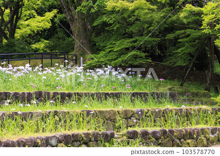 初夏山田池表演:鳶尾園、紫陽花園 初夏山田池表演:鳶尾園、紫陽花園 103578770