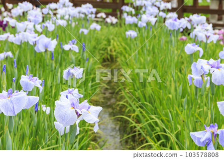 Performance at Yamada Pond in early summer: Iris Garden and Hydrangea Garden Performance at Yamada Pond in early summer: Iris Garden and Hydrangea Garden 103578808