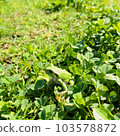 clover and frog 103578872