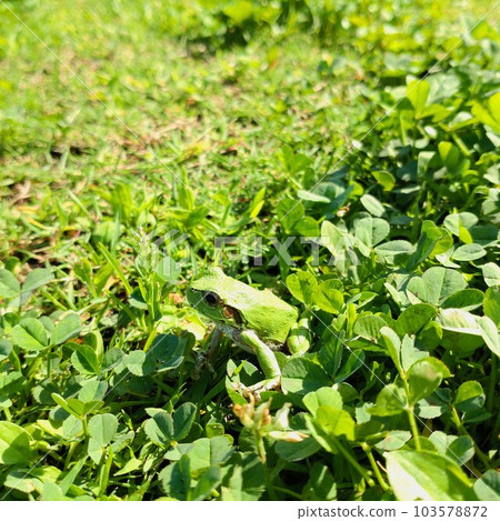 三葉草和青蛙 三葉草和青蛙 103578872