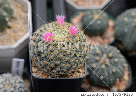 Cactus with flowers called "Mammillaria schiedeana" 103579159