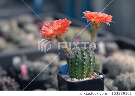Cactus with flowers called "Lobivia sp." Cactus with flowers called "Lobivia sp." 103579161