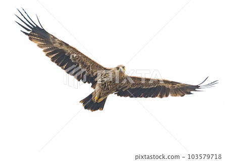 Eastern Imperial Eagle flying isolated on white background 103579718