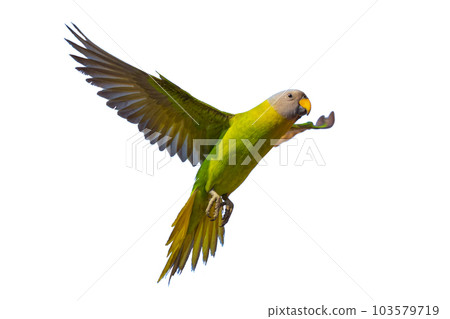 Blossom-headed Parakeet spreading wings in mid air isolated on white background 103579719
