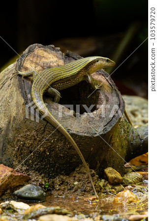 Skink perching on a tree stump isolated on dark background 103579720