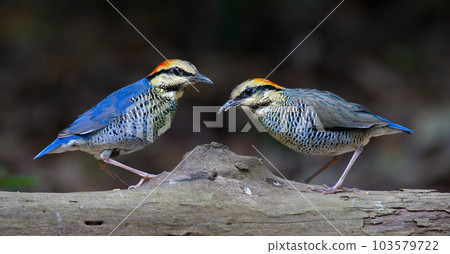 Male and female Blue Pitta perching on a timber isolated on dark background 103579722