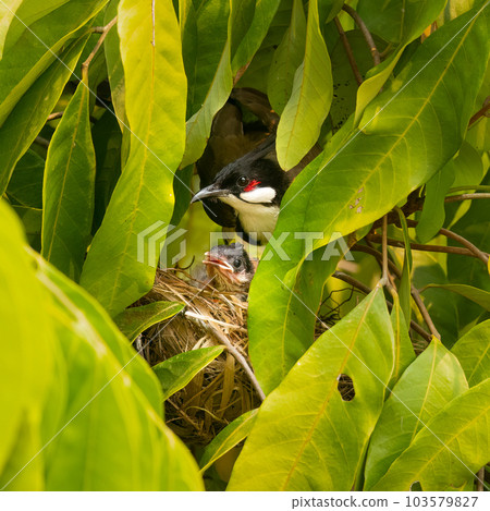 Red-whiskered bulbul and a chick on the nest on longan tree 103579827