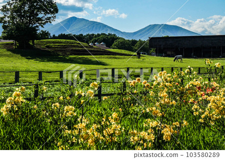 日本最大的私人綜合農場小岩井農場的初夏牧場風光 103580289