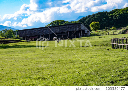 日本最大的私人綜合農場小岩井農場的初夏牧場風光 103580477