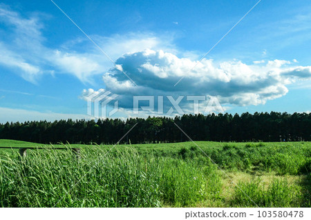 Early summer pasture scenery at Koiwai Farm, Japan's largest private general farm Early summer pasture scenery at Koiwai Farm, Japan's largest private general farm 103580478