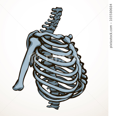 Vector drawing. Thorax and ribs Vector drawing. Thorax and ribs 103580684