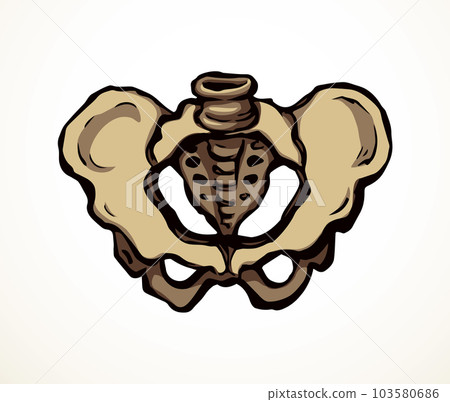 Vector drawing. Pelvic bones icon Vector drawing. Pelvic bones icon 103580686
