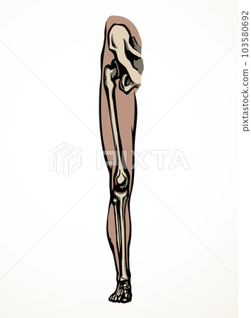 Vector drawing. Bones of the leg Vector drawing. Bones of the leg 103580692