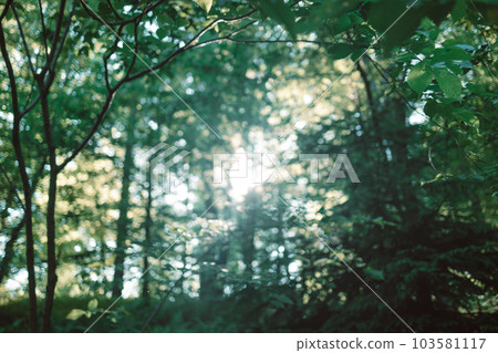 Beautiful forest panorama with bright sun shining through the trees. Into the forest. Nature composition. 103581117