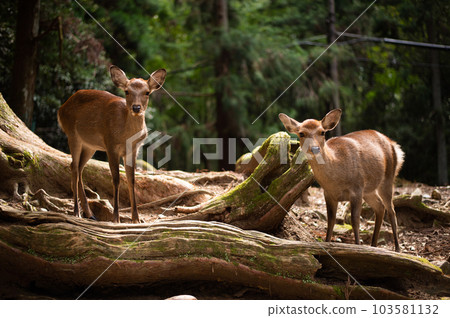 deer portrait at Nara 103581132