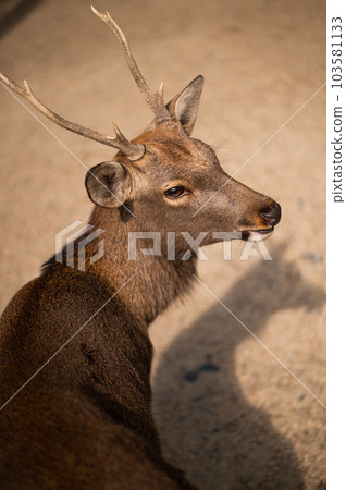 deer portrait at Nara deer portrait at Nara 103581133