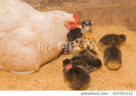 White homemade country chicken hen with a group of dark black chickens in a barn 103581212