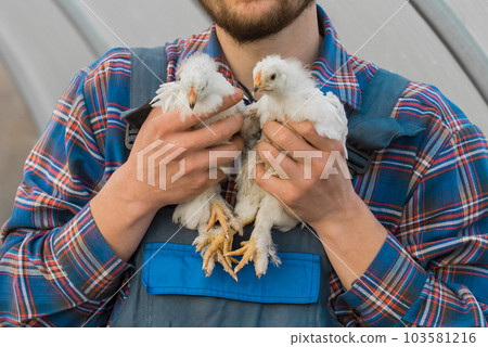 A male farmer rural man in a shirt and overalls holds a two white brama chicken in his hands, close up 103581216