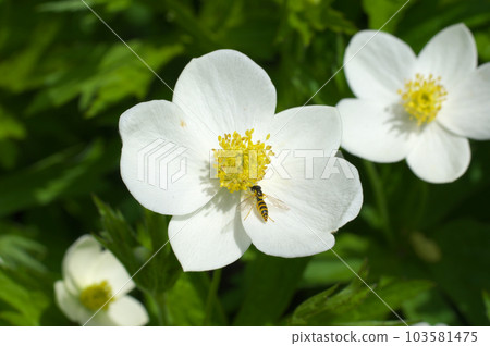 White flowers and hoverflies of Futamatai jjigae 103581475