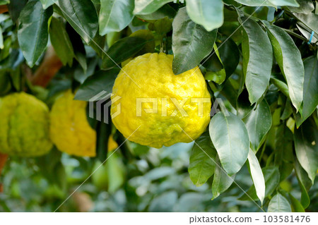 A beautiful picture of citrus fruits A beautiful picture of citrus fruits 103581476