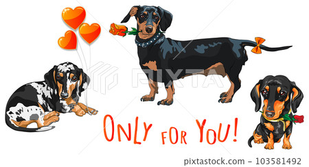vector black dog dachshund with red rose 103581492