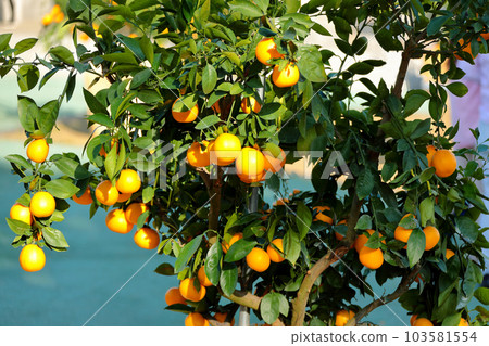 A beautiful picture of citrus fruits A beautiful picture of citrus fruits 103581554