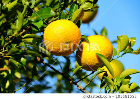 A beautiful picture of citrus fruits A beautiful picture of citrus fruits 103581555