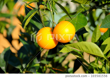 A beautiful picture of citrus fruits A beautiful picture of citrus fruits 103581556