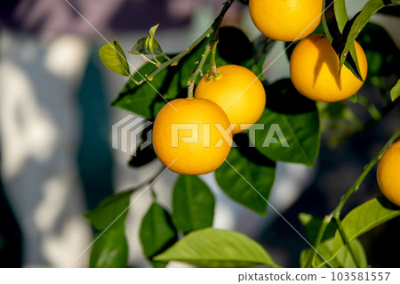 A beautiful picture of citrus fruits A beautiful picture of citrus fruits 103581557