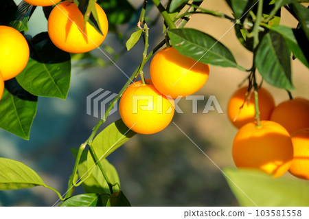 A beautiful picture of citrus fruits A beautiful picture of citrus fruits 103581558