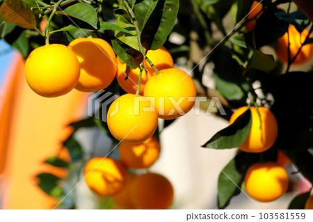 A beautiful picture of citrus fruits A beautiful picture of citrus fruits 103581559