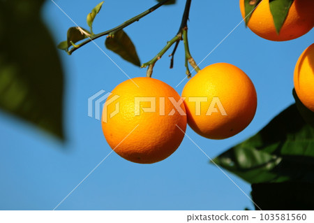 A beautiful picture of citrus fruits A beautiful picture of citrus fruits 103581560