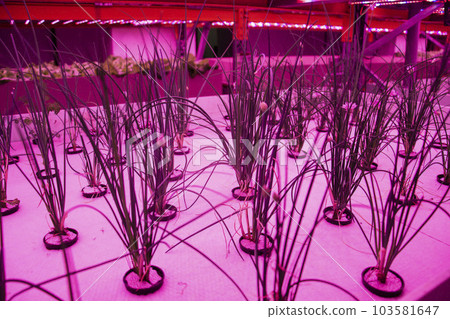 Chives in aquaponics system, fish aquaculture with hydroponics cultivating plants in water under artificial lighting Chives in aquaponics system, fish aquaculture with hydroponics cultivating plants in water under artificial lighting 103581647