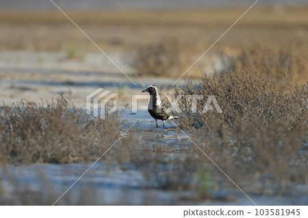Male black-bellied plover (Pluvialis squatarola) 103581945