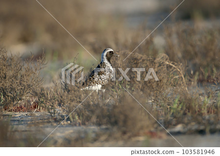 Male black-bellied plover (Pluvialis squatarola) Male black-bellied plover (Pluvialis squatarola) 103581946