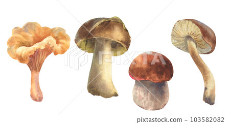 Set of watercolor illustrations mushrooms. Boletus mushroom, Chanterelle, big white mushroom, vegetarian gourmet cuisine, illustration isolated on white background Set of watercolor illustrations mushrooms. Boletus mushroom, Chanterelle, big white mushroom, vegetarian gourmet cuisine, illustration isolated on white background 103582082