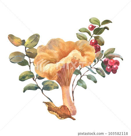 Forest chanterelle mushroom with Cranberry bushes and autumn leaf. Watercolor hand drawn illustration. Isolated composition on a white background 103582118