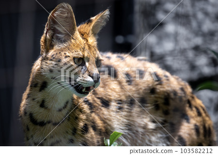 塞勒貓 塞勒貓 103582212