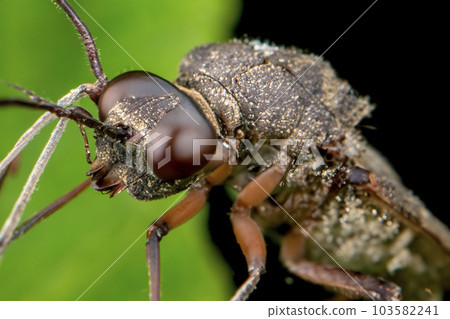Macro photography. Macro photography high magnification. Macro photography of insect, small creatures and small flower. Macro photography. Macro photography high magnification. Macro photography of insect, small creatures and small flower. 103582241