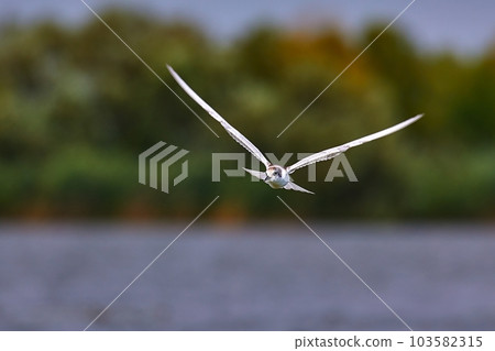 Bird in flight, whiskered tern Bird in flight, whiskered tern 103582315