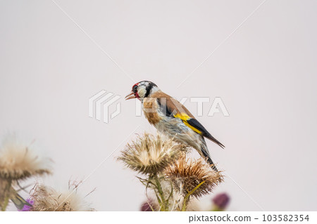 European goldfinch, feeding on the seeds of thistles. Carduelis carduelis. 103582354